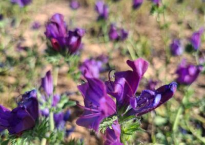 Peaceful landscape for meditation retreats at Baboo Alentejo, Portugal