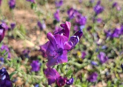 Natural sanctuary landscape in the Alentejo countryside, Portugal