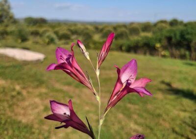 Therapeutic fasting program setting at Baboo Alentejo retreat center