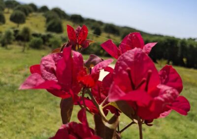 Outdoor yoga session surrounded by nature at Baboo Alentejo retreat, Portugal