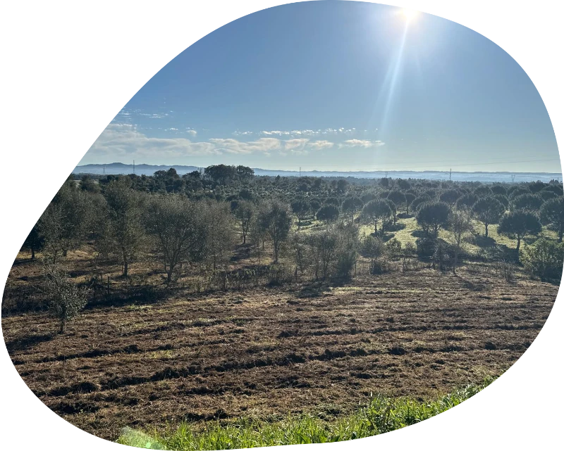 Beautiful sunrise over Baboo Alentejo wellness retreat sanctuary